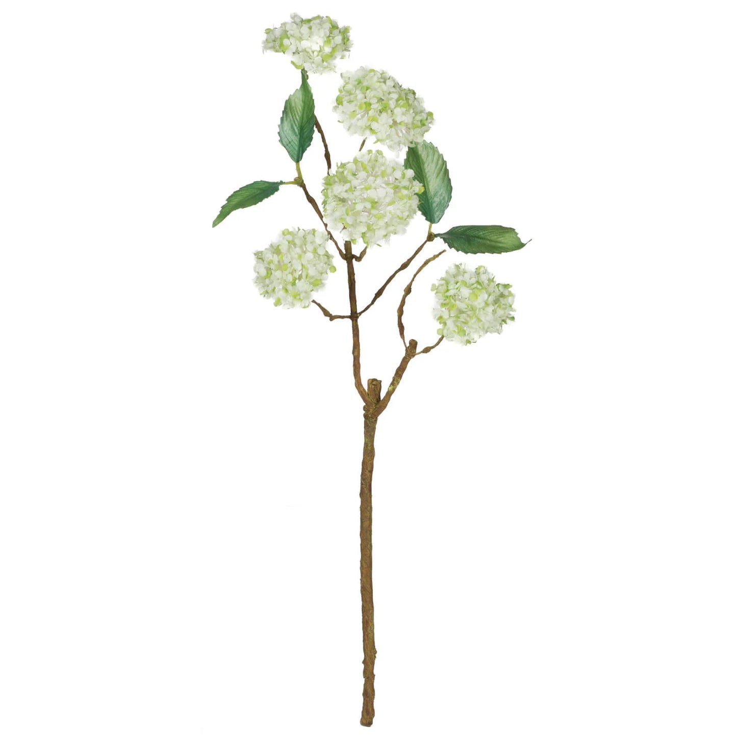 Snow Ball Bush Stem