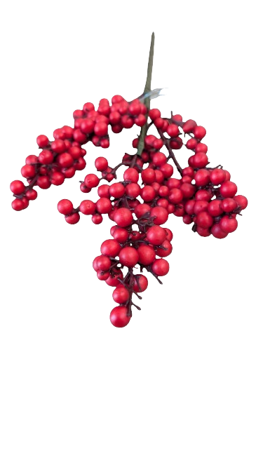 Red Berry Stem