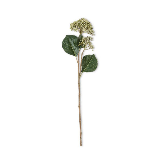 Green Hydrangea Buds Stem