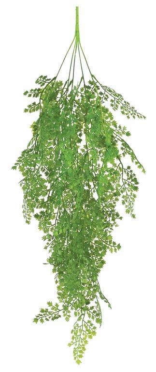 Maidenhair Fern