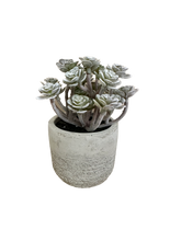 Load image into Gallery viewer, Succulent In Cement Pot
