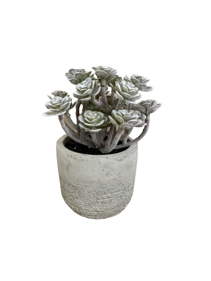 Succulent In Cement Pot