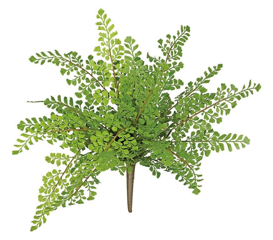 Soft Touch Maidenhair Bush