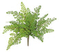 Soft Touch Maidenhair Bush