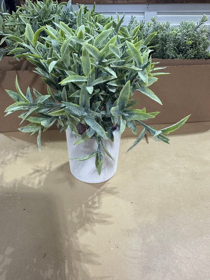 Ruscus Grass In Pot