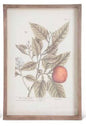 Wood Framed Fruit Picture