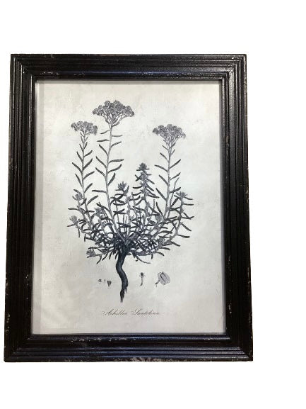 Botanical Framed Picture