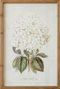 White Hydrangea Framed Picture