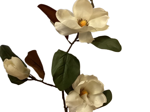 Magnolia Stem 30