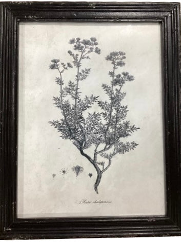 Botanical Framed Picture