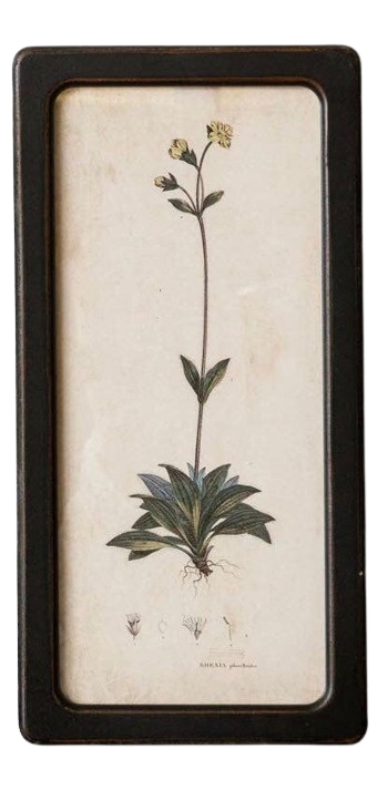 Botanical Framed Prints