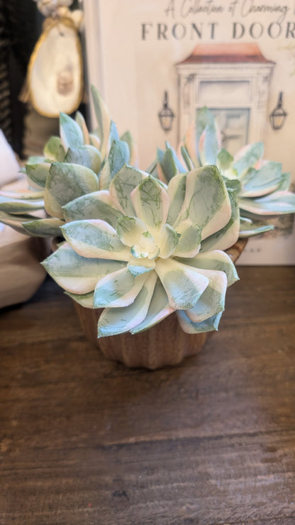 Spoon Succulent Pick