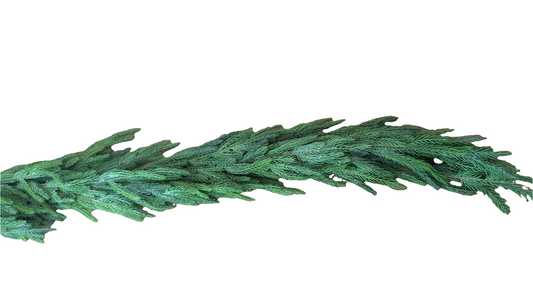 Norfolk Pine Garland