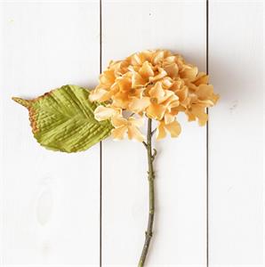 Hydrangea Light Peach