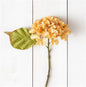 Hydrangea Light Peach