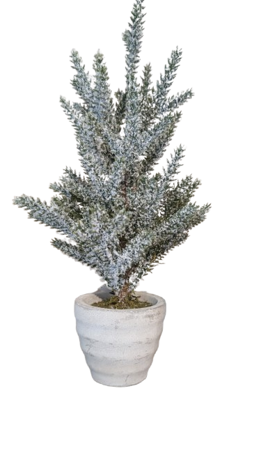 Snowy Pine Tree In Gray Pot