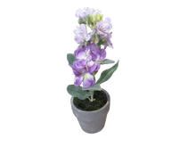Load image into Gallery viewer, Potted Delphiniums 8&quot; Assort Colors
