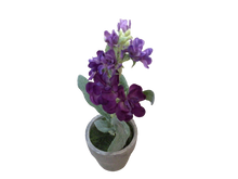 Load image into Gallery viewer, Potted Delphiniums 8&quot; Assort Colors
