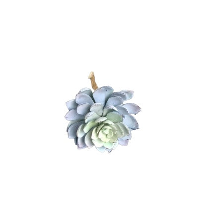 Echeveria 5
